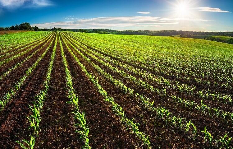 Agriculture 2